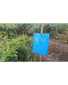 STICKY TRAP-PT-111 11CM*28CM