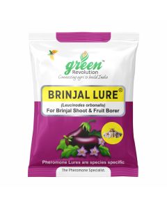 BRINJAL LURE