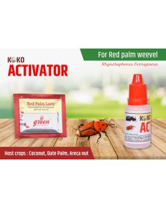 RED PALM LURE