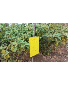 STICKY TRAP-PT -109 11CM*28CM